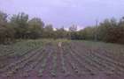 Vand casa ?i gradina mare. - 4