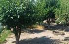 Casă cu 3 camere cu Teren 800 Mp în Cobadin - 16