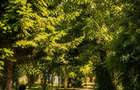 Teren 2500 mp - Casa peste 400 mp - Buftea - Agricultori - 4