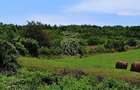 Parcele teren 4038 mp - Parcelabil - Zona Valea Stanelor - 3