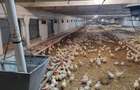 Ferma avicola pe profit, judetul Bihor-Oradea - 3