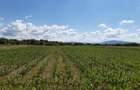 Teren agricol  Podu Oltului la limita UAT Harman si UAT Prejmer 2 euro pe mp - 1