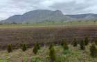 Vand teren Col?e?ti cu planta?ie tuia
