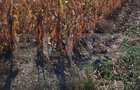 Teren intravilan agricol, 3.000 mp, zona Mihai Viteazu