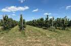 Ferma CIRESE BIO la Cheie - Giurgiu 9.71HA - Afacere la cheie - 2