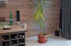 Apartament cu 2 camere decomandat în Central - 11