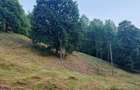Teren de 7000 mp, în Grădiștea de Munte - 4