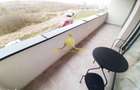 2 camere, modern, bloc nou, terasa, parcare, Soporului, Mon Jardin - 5