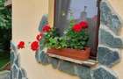 Casă individuală cu 3 camere cu Teren 2300 Mp în Nord-Est - 2