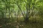 Teren la liziera padurii Faget - 1