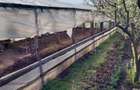 Vand casa ( teren 2.000 mp) in sat Pietrele, jud. Giurgiu - 5