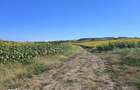 Investitie in natura 2.900 mp la 16 euro/mp in Macicasu/Chinteni - 1
