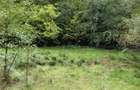 Casa cu teren 2 hectare intravilan - 7