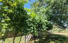 Casă cu 3 camere cu Teren 2000 Mp în Malu Vânăt - 10