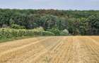 Teren agricol extravilan de 4500 mp, în Moara Vlăsiei - 5