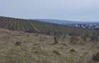 Vand Teren Viticol intravilan/extravilan 3,5 Ha - 6