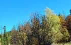 Teren la munte intre Breaza si Sinaia - 2