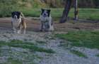 Vand Casa din caramida cu gradina loc de joaca pentru nepoti zona linistita - 4