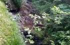 Cabana cu parau si brazi maturi, 1400mp, Valea Fericirii - 1