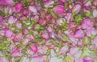 TEREN CU PLANTA?IE DE TRANDAFIRI ,,ROSA DAMASCENA,\ \CARANSEBE?\JUD.CS - 7