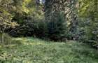 Teren 15.600 mp (1,56 ha) Campulung Moldovenesc | Padure, izvor si parau | Refugiu in mijlocul naturii - 7