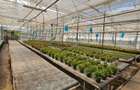 Inchiriez sera, solariu pentru productie flori sau legume
