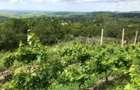 Vand teren Extravilan Buzau - Panorama de vis - 7