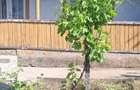 Casa cu teren de 1.470 mp de vanzare Fantanele, S... - 8