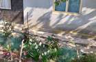 Vand casa ( teren 2.000 mp) in sat Pietrele, jud. Giurgiu - 1