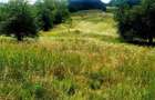 12,4 ha teren comasat,jud.Sibiu