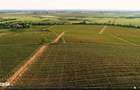 Vie Vanzare Podgoria Dealu-Mare, Boldesti-Scaeni, Prahova - 15,39 ha - 1