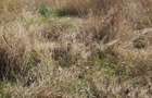 Teren intravilan Bors - 3