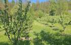 Teren intravilan comuna Botosana, judetul Suceava - 4