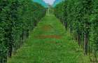 Teren extravilan in Baicoi 10.000mp plantatie mure --80.000e - 9