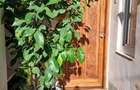 Casa de locuit sau pentru spatiu comercial - 2