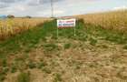 Teren Construcții intravilan de 6200 mp, în 9 Mai - 5