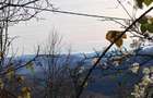 Teren intravilan Breaza 4,000mp cu utilitati. Panorama. Intimitate. - 1