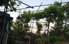 Casa + Teren 255 mp, Galati Central (Zona Romana A.I. Cernat) | Ideal Constructie / Investitie - 3