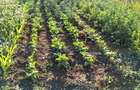 Teren intravilan 1500 m2, Sat Rasa, Comuna Gradistea - 2