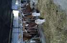 Vand ferma de animale - 5