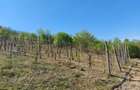 Teren 5,70 ha intravilan+extravilan, Vladimir-Andreesti , Jud.Gorj - 3