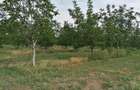 Vand plantatie de nuci si ferma - 2