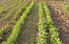 Gospodarie + teren agricol, Jiana Mare, jud. Mehedin?i - 6