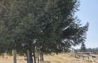 Teren in Belis, S.3801mp, central, langa padure - 1