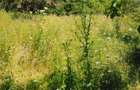 De vanzare teren intravilan 2.500 mp ,15euro/ mp,sat Ulmetel, Rm.VL - 7