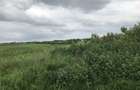 5 ha teren arabil Peciu Nou -Timis - 3