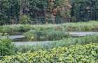 Teren agricol extravilan de 4500 mp, în Moara Vlăsiei - 2