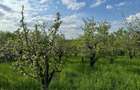 Vanzare teren intravilan de 7533 mp, in Viile Satu Mare - 1