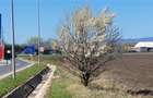Teren intravilan de 49906 mp, în Stupini - 10