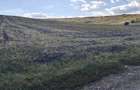 Vand teten in Valea Calda - 2